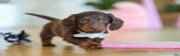 Miniature Dachshund dogs for sale: Skye - Ad 3