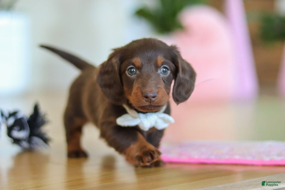 Miniature Dachshund dogs for sale: Skye - Ad 3