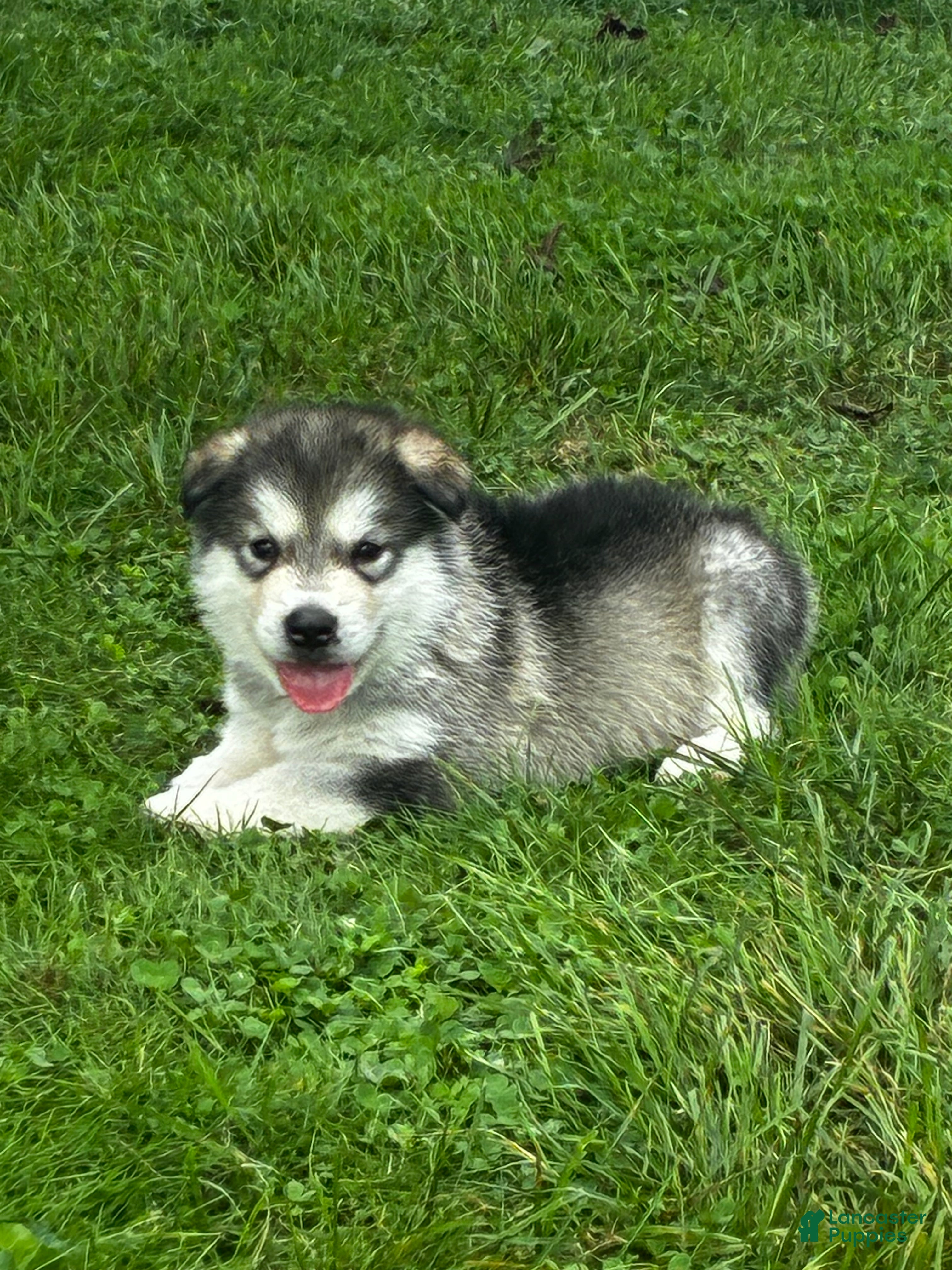 Alaskan Malamute dogs George  - Ad 1