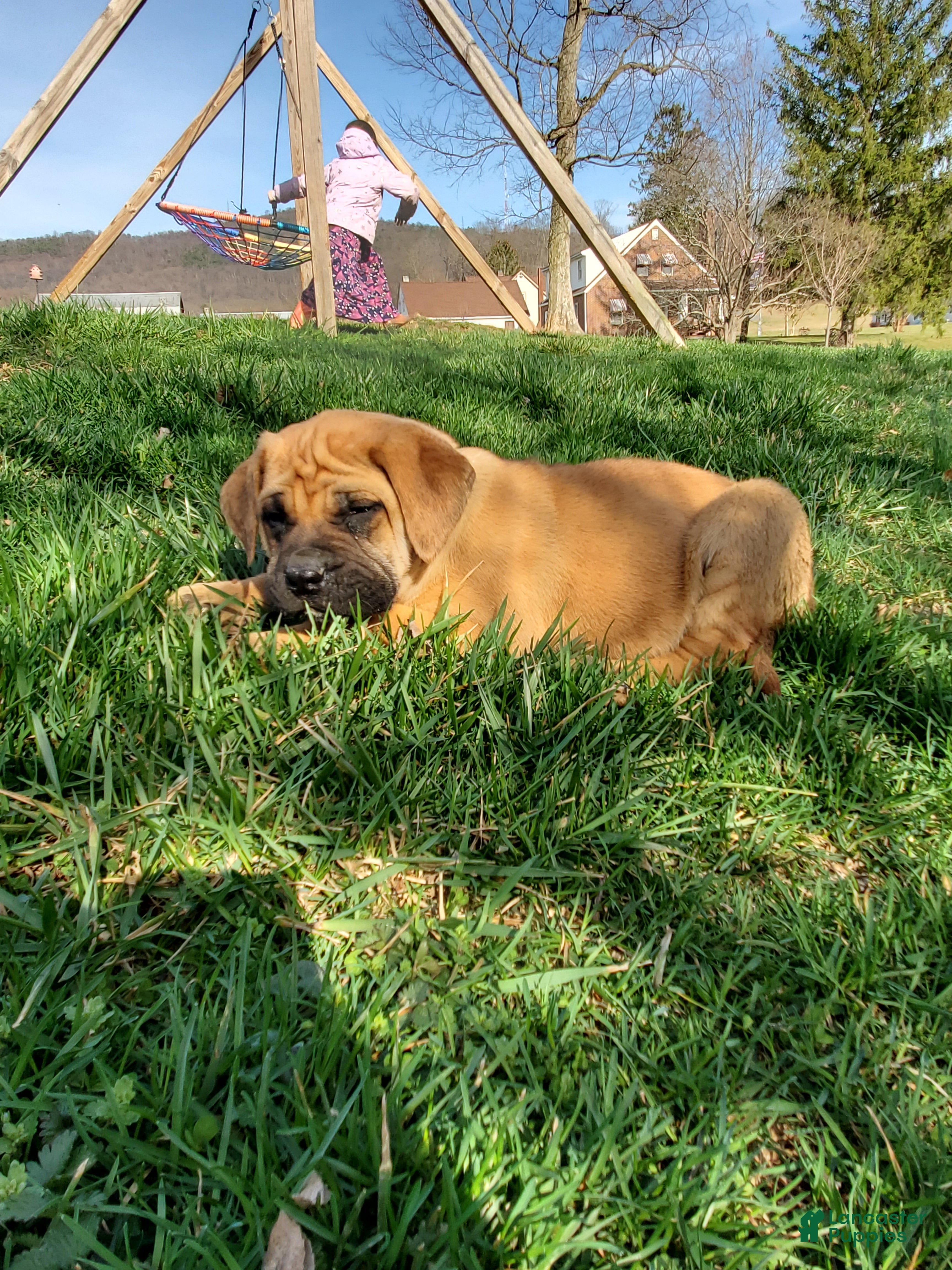 English Mastiff dogs Sawyer - Ad 1