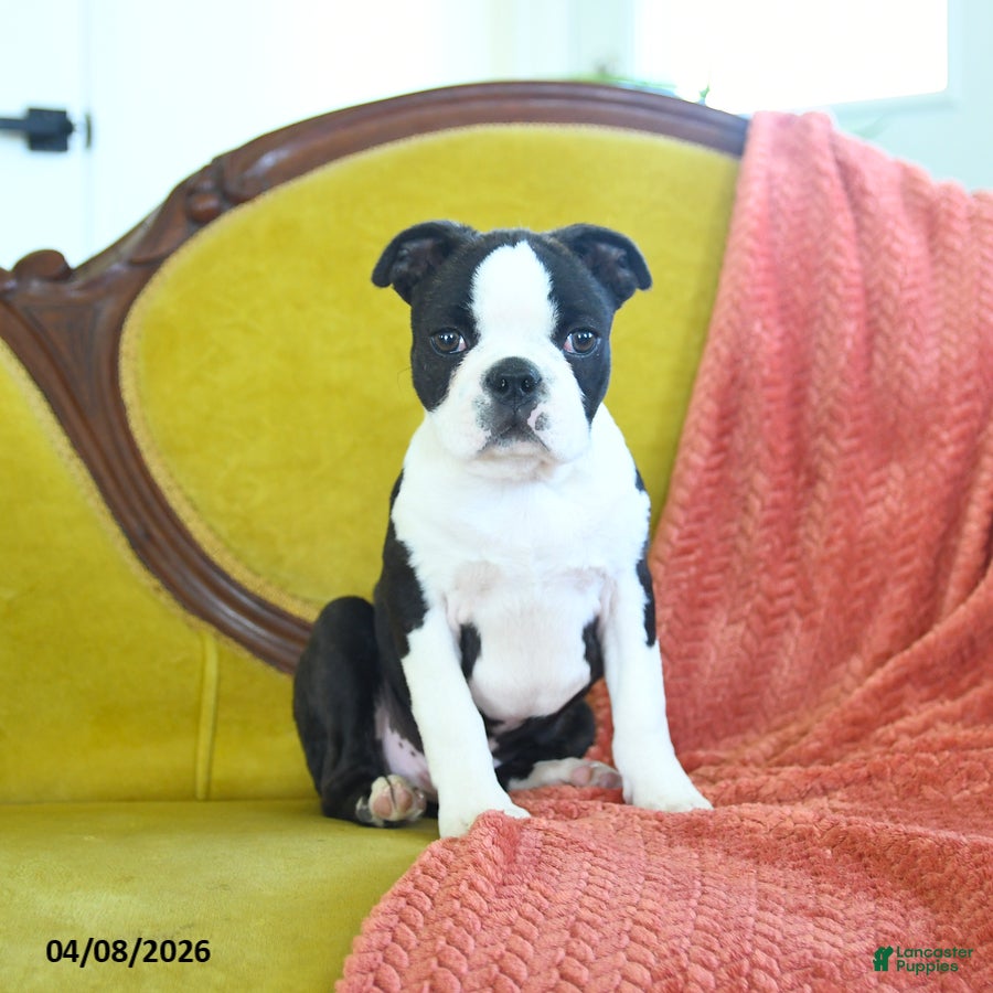 Boston Terrier dogs Romeo - Ad 1