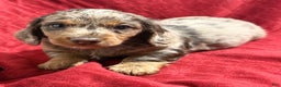 Miniature Dachshund dogs for sale: Miniature Dachshund Puppy 1 - Ad 3