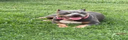 American Bully dogs for sale: American Bully 1 - Ad 7