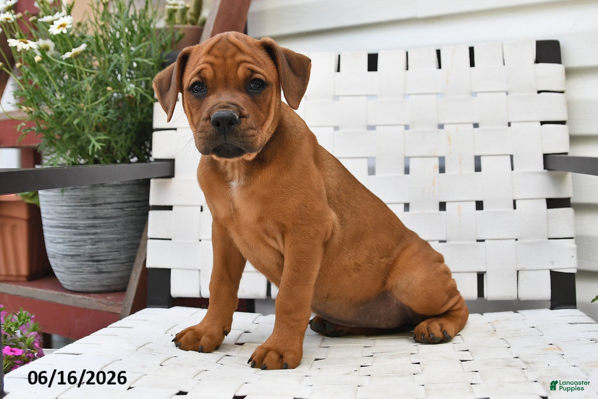 Mixed Breed dogs Mindy - Ad 1