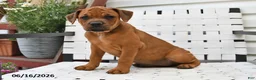 Mixed Breed dogs for sale: Mindy - Ad 1