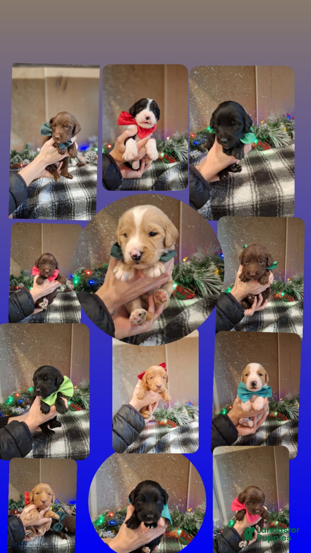 Mixed Breed dogs for sale: Boots - Ad 3