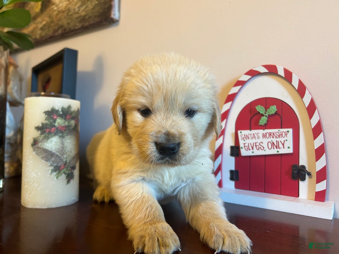 Golden Retriever dogs for sale: Joy - Ad 1