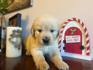 Golden Retriever dogs for sale: Joy - Ad 4