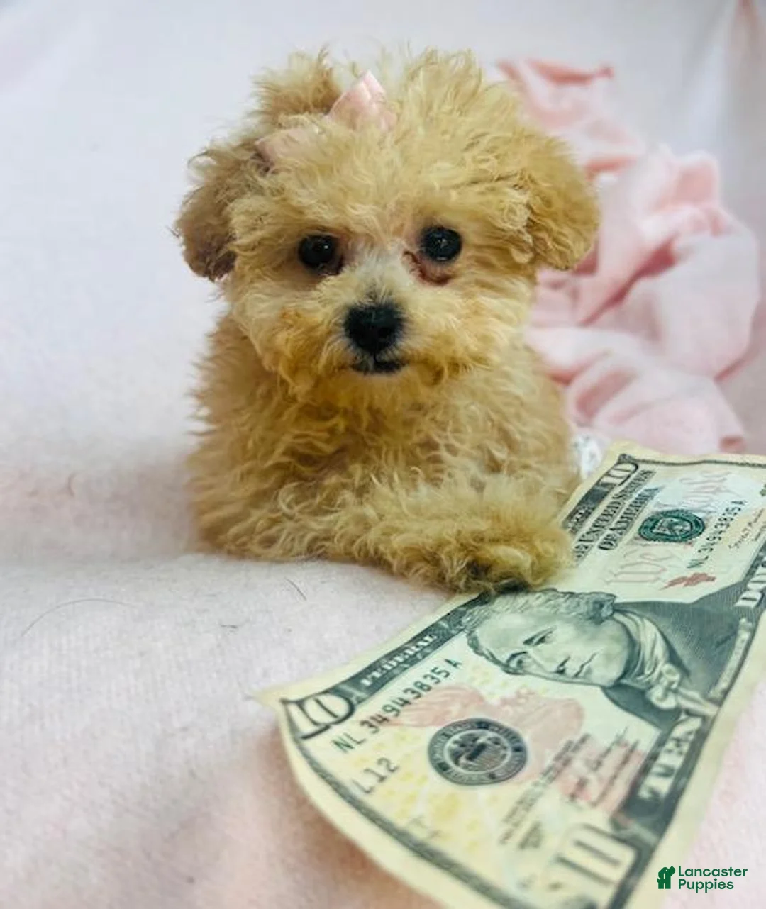 Toy Poodle dogs for sale: Toy Poodle Puppy 1 - Ad 2