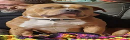 American Bully dogs for sale: Smut male - Ad 3