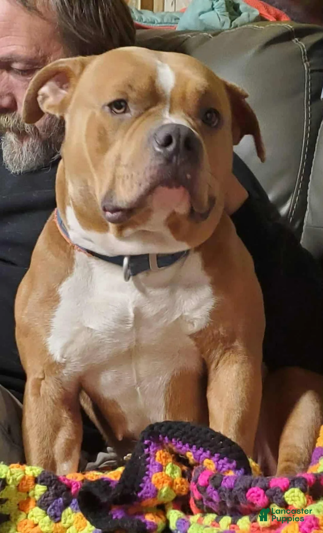 American Bully dogs for sale: Smut male - Ad 3