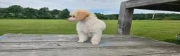 Toy Poodle dogs for sale: Poppy - Ad 5