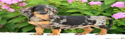Miniature Dachshund dogs for sale: Jodi - Ad 6