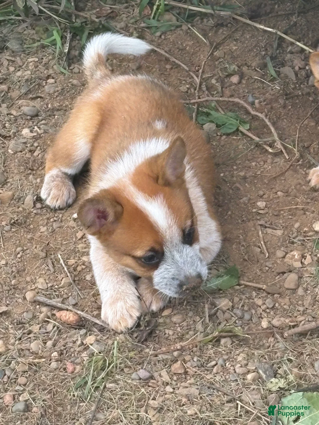 Australian Cattle Dog dogs for sale: Clancie - Ad 1