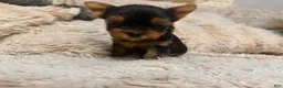 Yorkshire Terrier dogs for sale: Eli - Ad 9