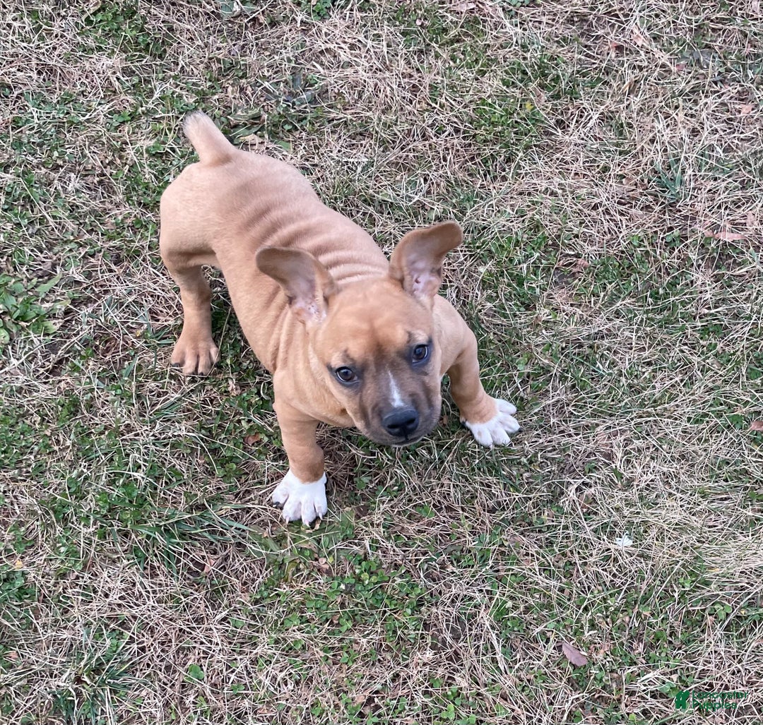 American Bully dogs for sale: Mocha - Ad 5