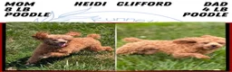 Toy Poodle dogs for sale: Violet  - Ad 13