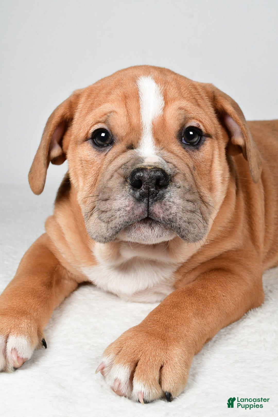 Beabull dogs for sale: Mason - Ad 4