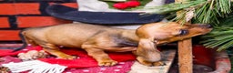 Miniature Dachshund dogs for sale: Xander - Ad 5