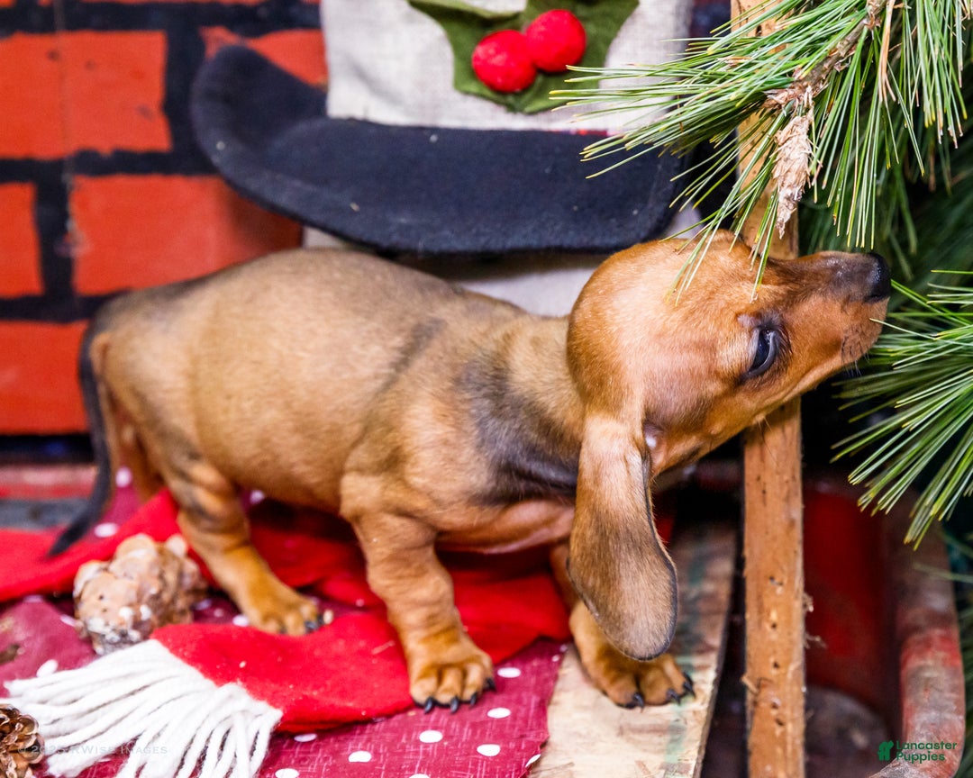 Miniature Dachshund dogs for sale: Xander - Ad 5