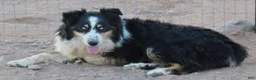 Australian Shepherd dogs for sale: Red merle male with one blue eye - Ad 9