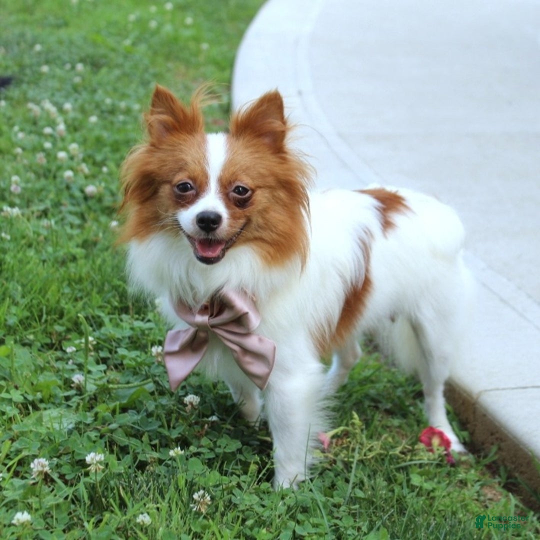 Pomeranian dogs for sale: Ethan - Ad 9