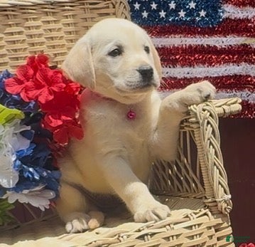 Labrador Retriever dogs for sale: Labrador Retriever Puppy 5 - Ad 3