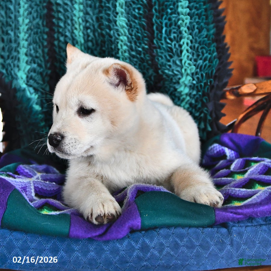 Shiba Inu dogs Snowball  - Ad 2