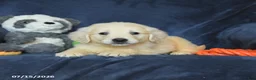 Golden Retriever dogs for sale: Tucker - Ad 4