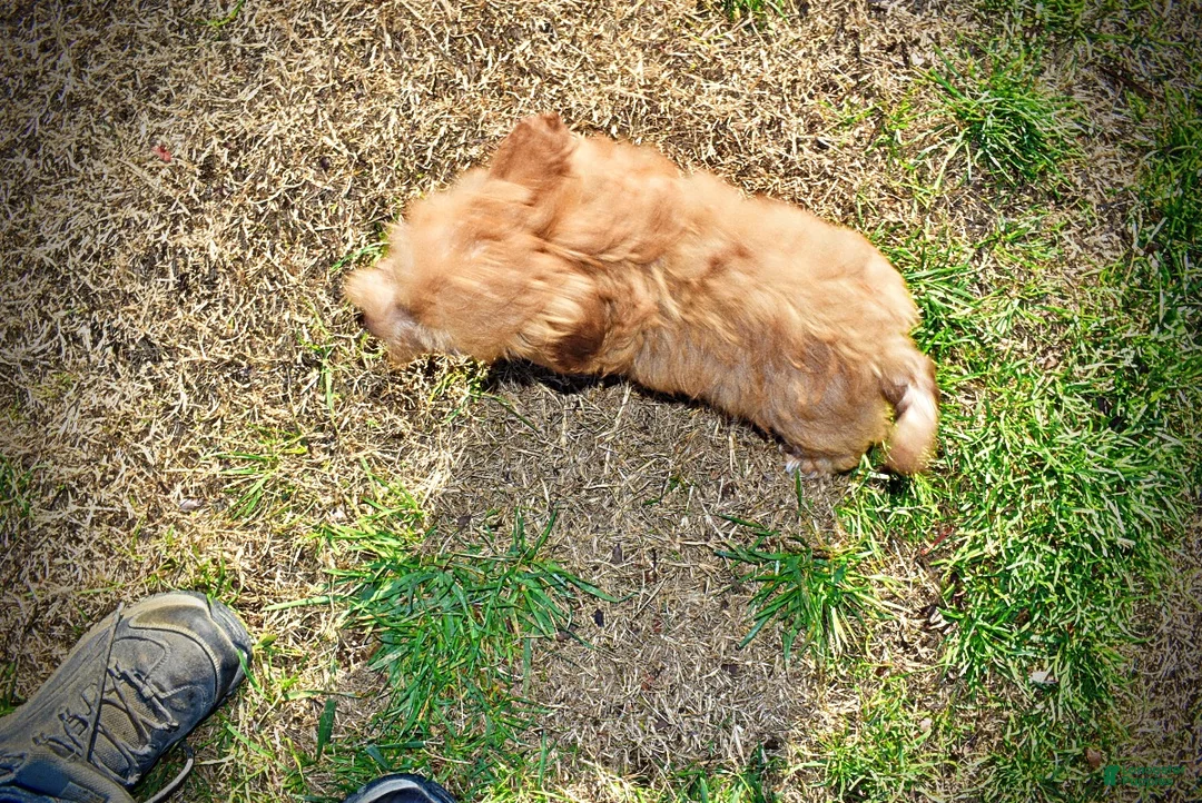 Havapoo dogs for sale: Scout - Ad 12