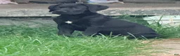 Cane Corso dogs for sale: Dean AKC green collar - Ad 3