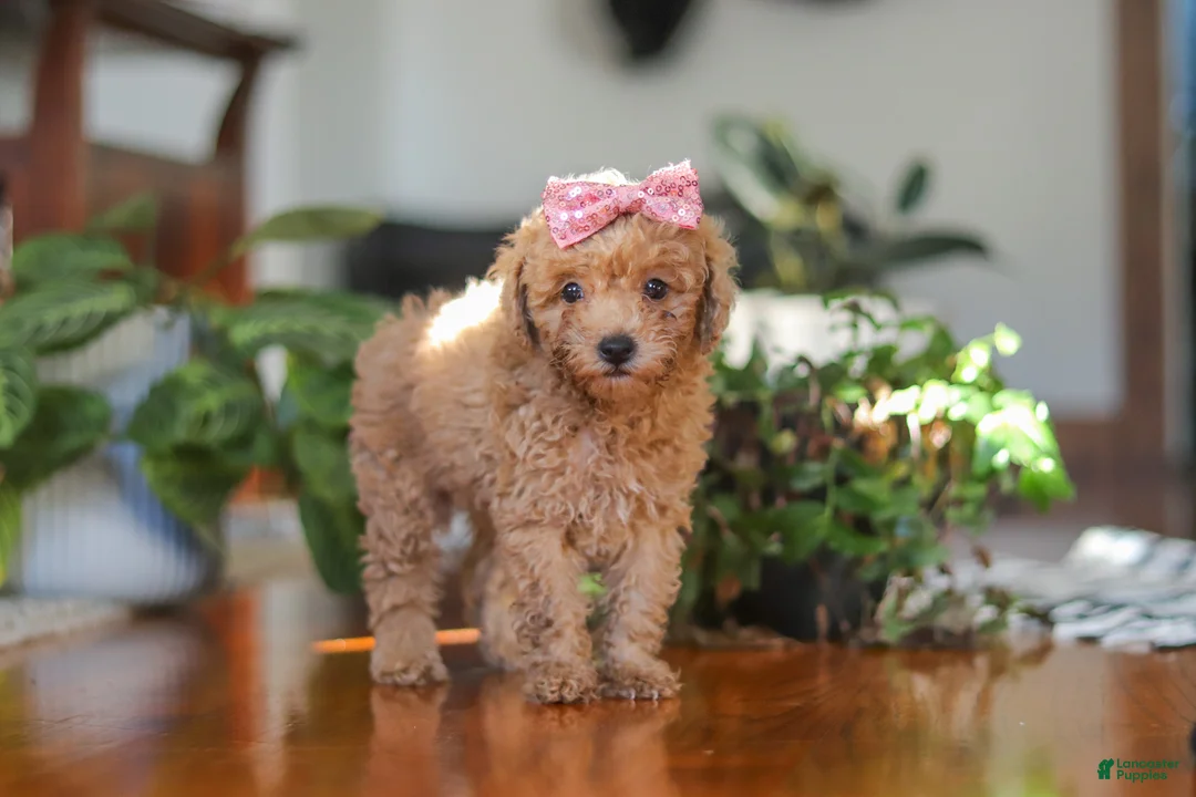 Miniature Poodle dogs for sale: Chloe - Ad 2