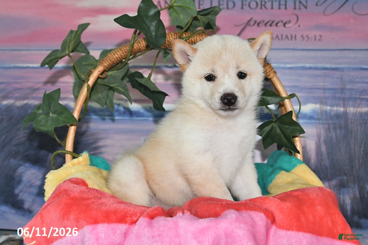 Shiba Inu dogs Colleen - Ad 2