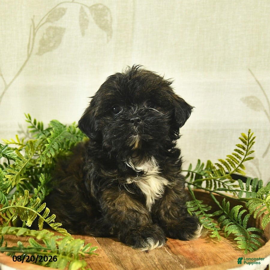 Shih Tzu dogs Daisy  - Ad 1