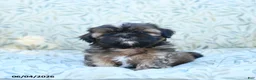 Shih Tzu dogs for sale: Smokey - Ad 1