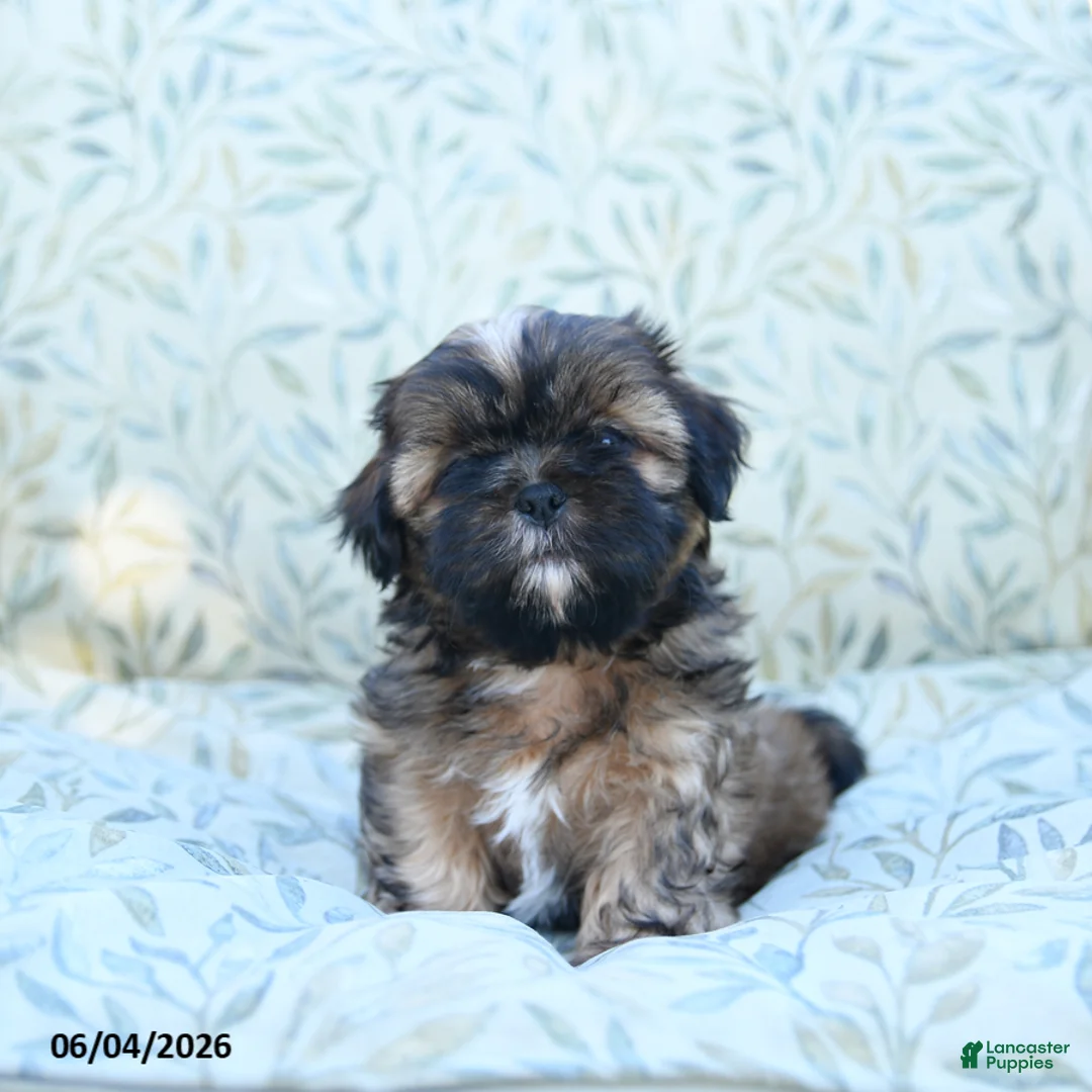 Shih Tzu dogs for sale: Smokey - Ad 1