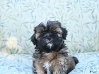Shih Tzu dogs for sale: Smokey - Ad 1