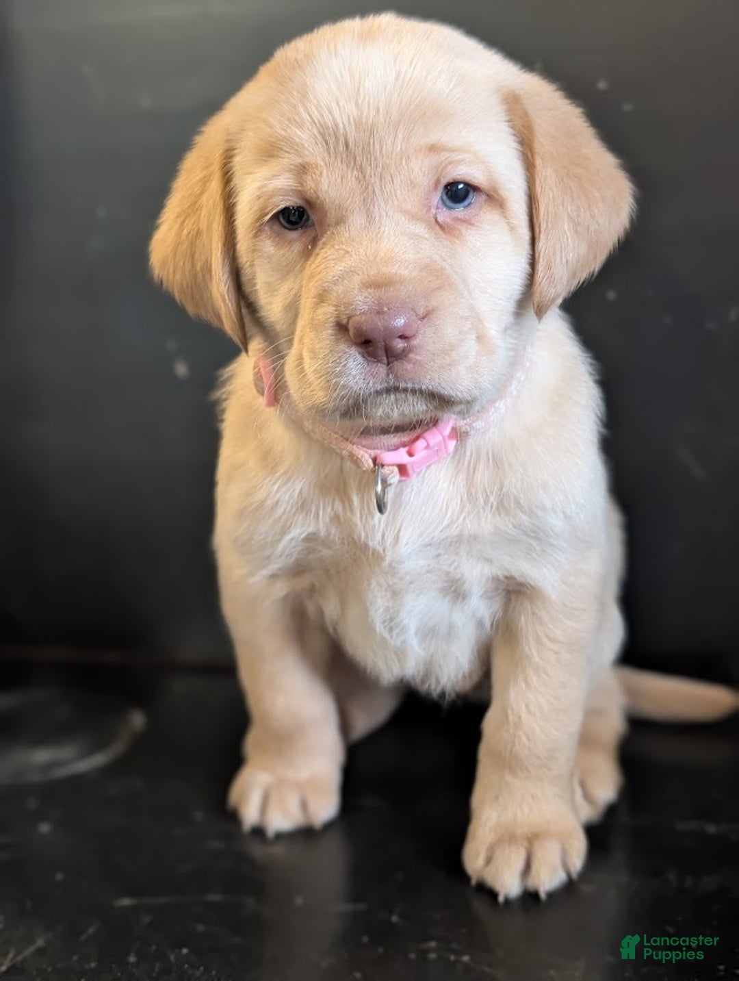 Labrador Retriever dogs for sale: Wren - Ad 7