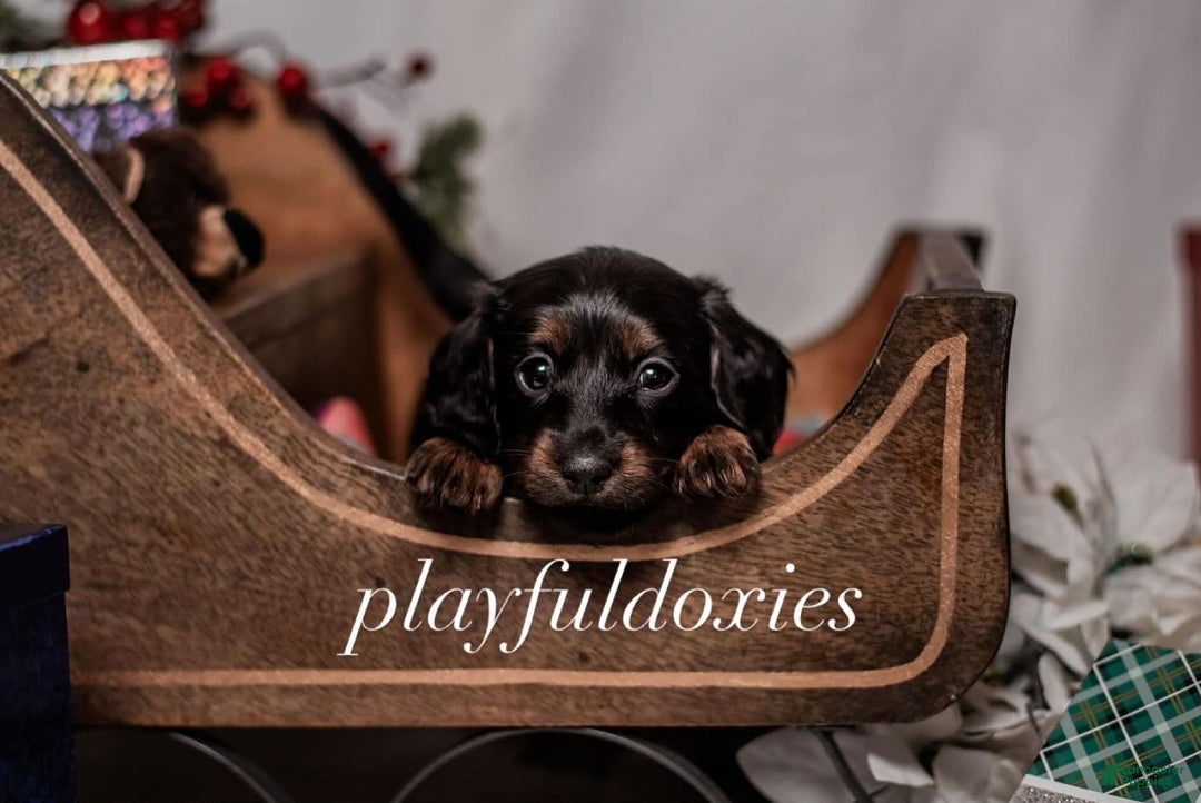 Miniature Dachshund dogs for sale: Yellow Collar Girl Dachshund Puppy  - Ad 5