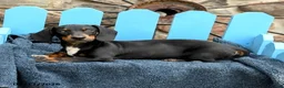 Miniature Dachshund dogs for sale: Ringo - Ad 3