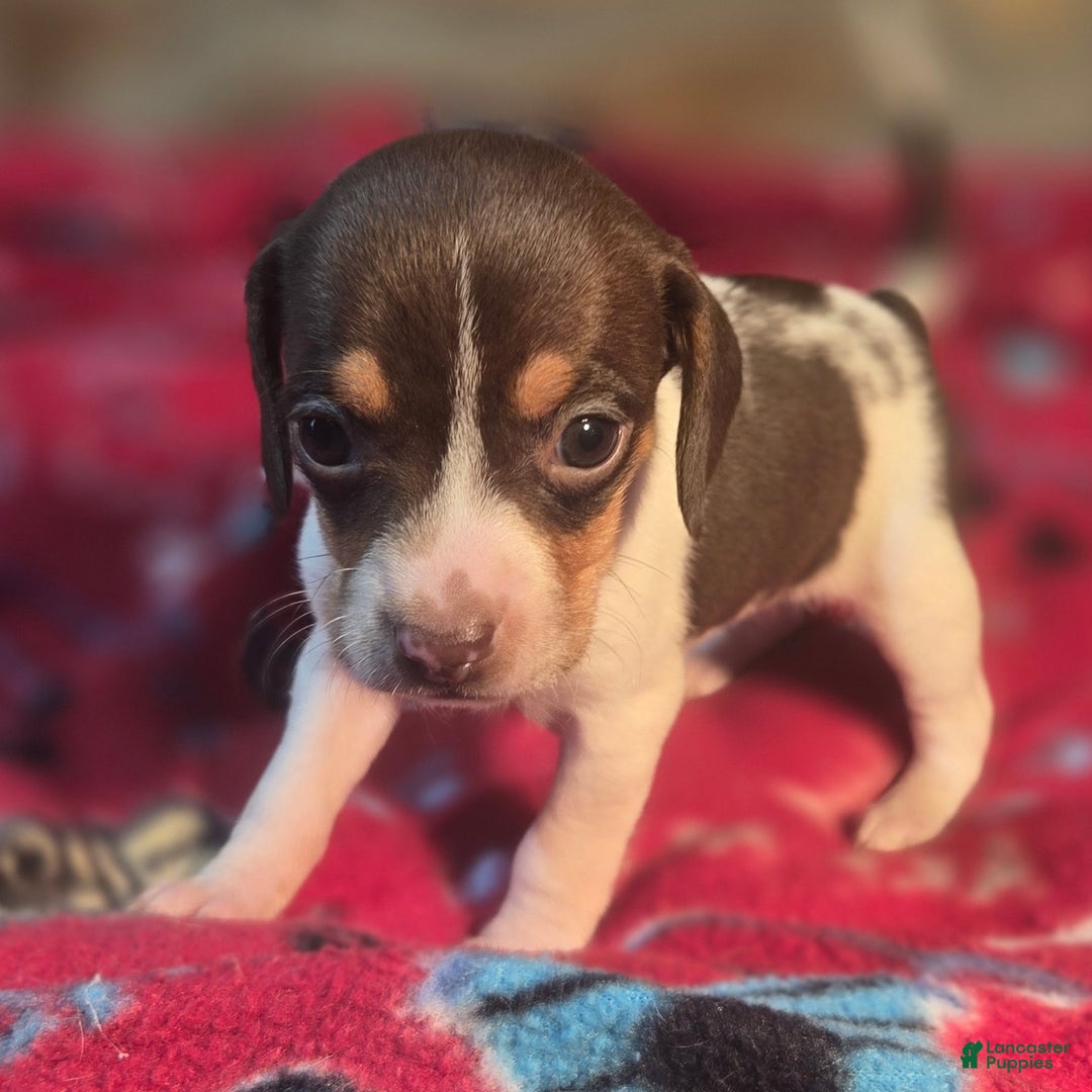Beagle dogs for sale: Nutmeg Queen Elizabeth Pocket Beagle - Ad 8