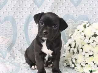 Jug dogs for sale: Daisy - Ad 1