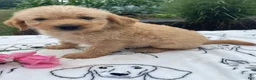 Labradoodle dogs for sale: Rocky - Ad 2