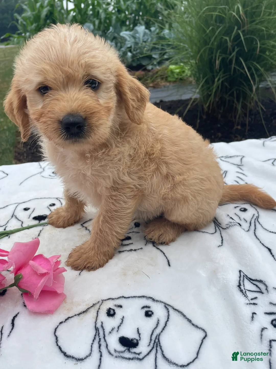 Labradoodle dogs for sale: Rocky - Ad 2
