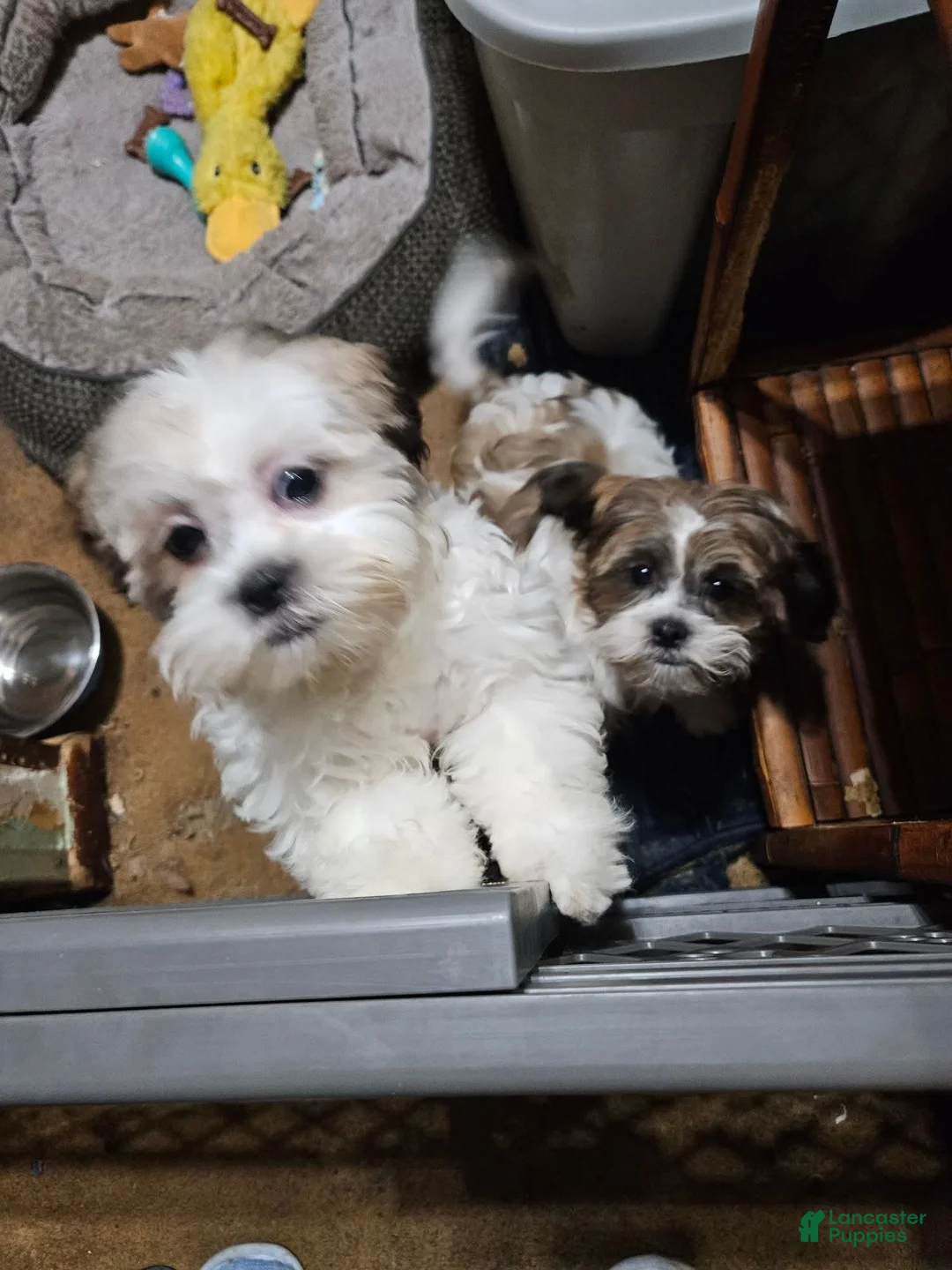 Shihpoo dogs for sale: Shihpoo 2 - Ad 1