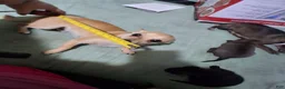 Chihuahua dogs for sale: Chihuahua 2 mork - Ad 10