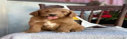 Goldendoodle dogs for sale: Chip - Ad 6