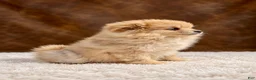 Pomeranian dogs for sale: Pomeranian 3 - Ad 3