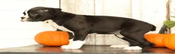 Boxer dogs for sale: Chloe - Ad 4