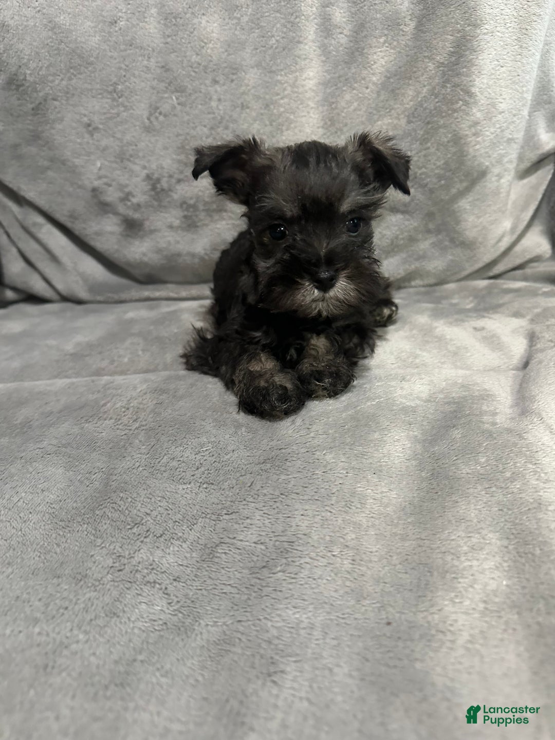 Miniature Schnauzer dogs for sale: Miniature Schnauzer Puppy 1 - Ad 2